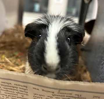 Photo of Peaches