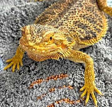 Photo of Imp