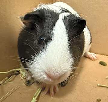 Photo of Chocolate Chip