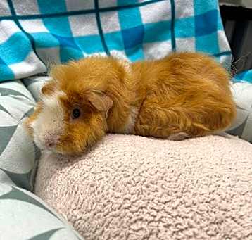 Photo of DAISEY