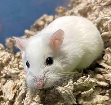 Photo of GIBBLES