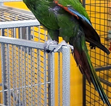 Photo of Coco