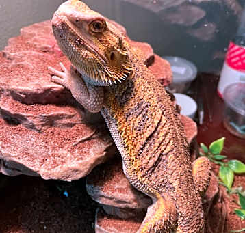 Photo of Archie