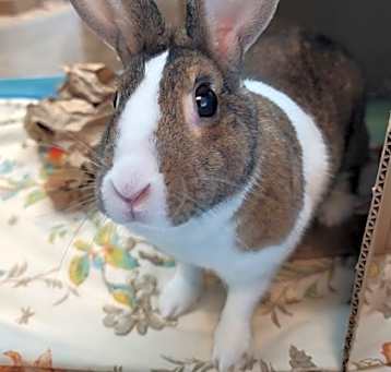 Photo of Bucktooth