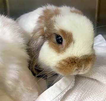 Photo of LOLA