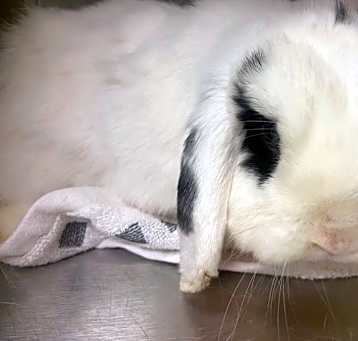 Photo of LOKI