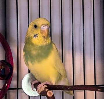 Photo of Honeydew-Kitchener