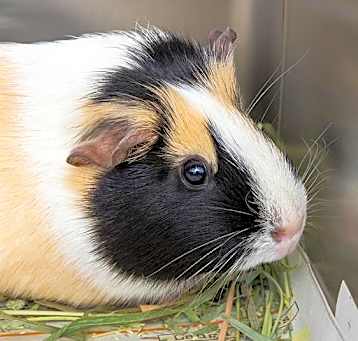 Photo of COCO PUFF