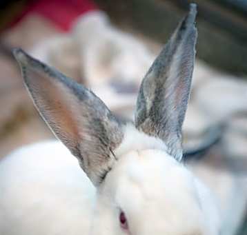 Photo of CARTLAND