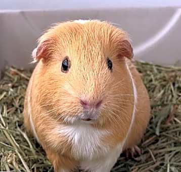 Photo of *BUTTERCUP