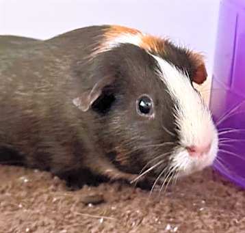 Photo of *DELILAH