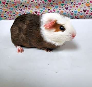 Photo of Aspen