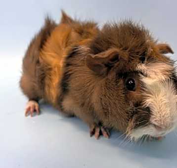 Photo of Juju