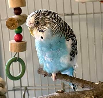 Photo of Cadenza