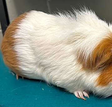Photo of MISSY