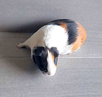 Photo of Buttercup