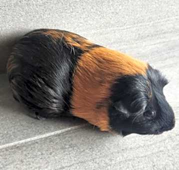 Photo of Reeses