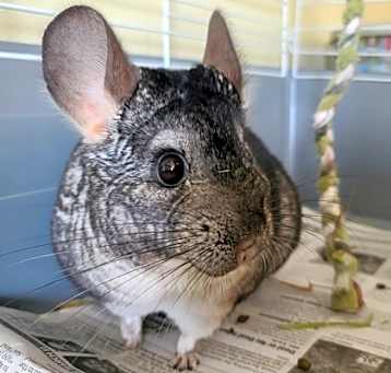Photo of Jasper