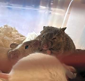 Photo of Mohan ( living with Write Off & Write Off Baby Girl eight)