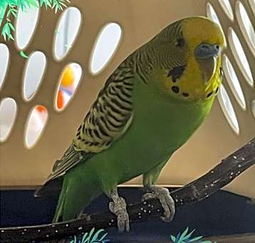 Photo of Daniel