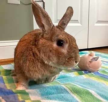 Photo of Harley