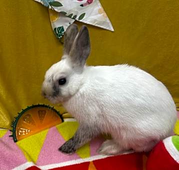 Photo of Snowball