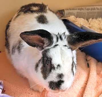 Photo of Oreo