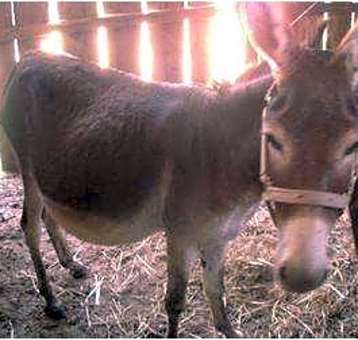 Photo of Pinkie Lee