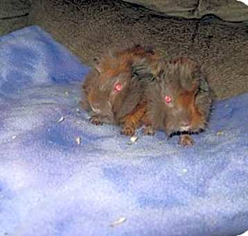 Photo of freckles / patches