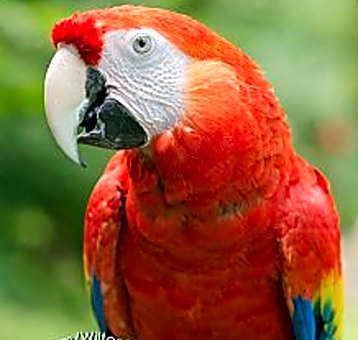 Photo of Red