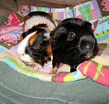 Photo of smores/ recess