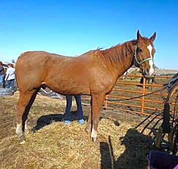 Photo of Chief