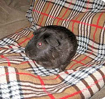 Photo of mike