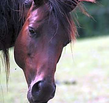Photo of Scarlet