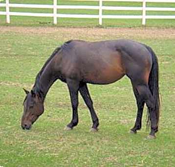 Photo of Bayo