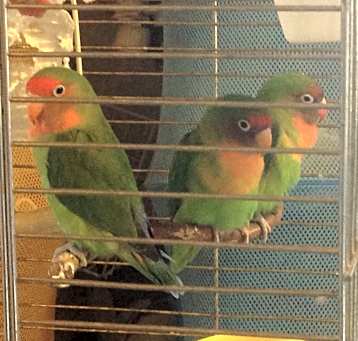 Photo of 2 Amigos