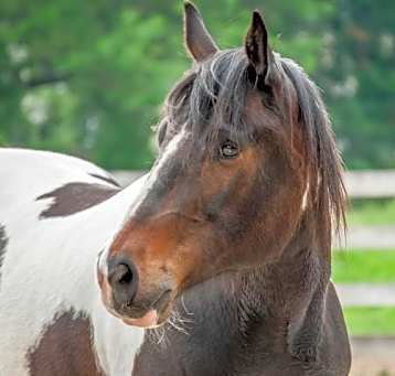 Photo of Mosey