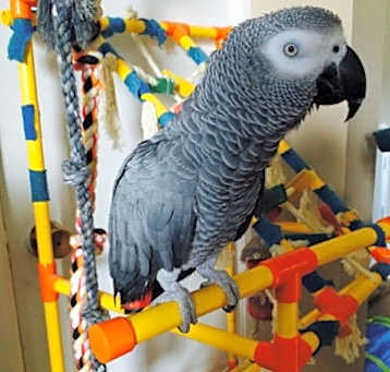 Photo of Peeka