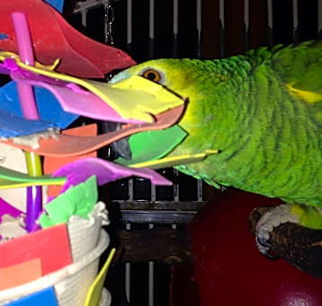 Photo of Ziggy