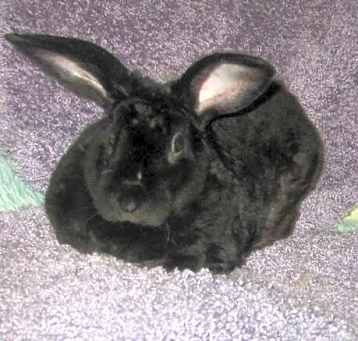 Photo of Hopper