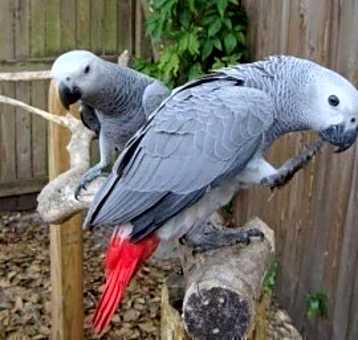 Photo of African Grey Parrots