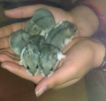 Photo of Hamsters