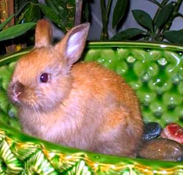 Photo of Luigi Jr.