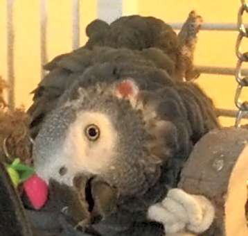 Photo of Peanut