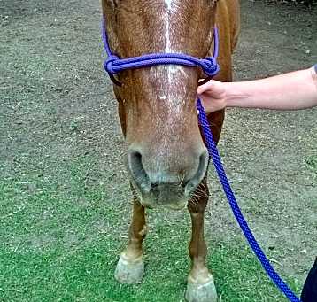Photo of Rusty Red