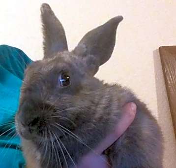 Photo of Hop