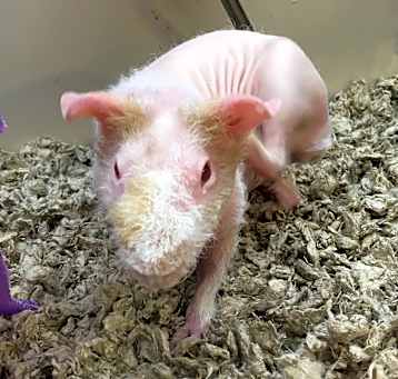 Photo of Hiccup (needs a foster ASAP!)