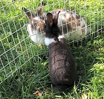 Photo of Oreo
