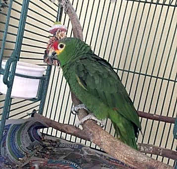 Photo of berry