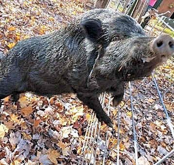 Photo of Tator